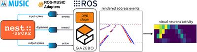 Embodied Synaptic Plasticity With Online Reinforcement Learning